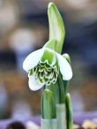 画像1: Galanthus 「Anglesey Double」