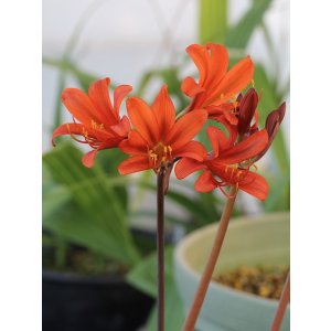 画像: キツネノカミソリ「花笠丸」