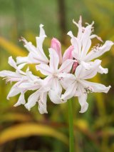 画像: ネリネ・「S系・白/ピンク筋花」