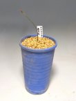 画像4: オオキツネノカミソリ　純白花