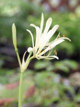 画像: オオキツネノカミソリ　純白花