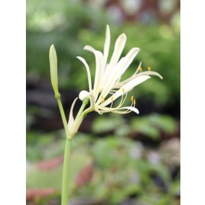 画像: オオキツネノカミソリ　純白花