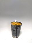 画像3: キツネノカミソリ「虹」