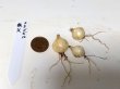 画像3: ステゴビル　