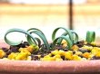画像2: ガランサス・ペシュメニー