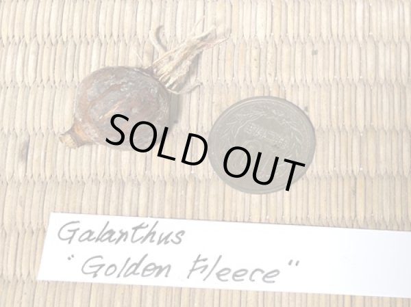 画像3: ガランサス・「Golden Fleece」