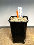 画像3: クロッカス・マシューイ「ドリームダンサー」・中球