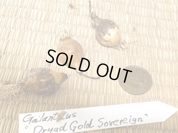 画像2: ガランサス・「Dryad Gold Sovereign」(ドリアド・ゴールド・ソブリン）
