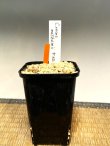 画像3: クロッカス・マシューイ・中球