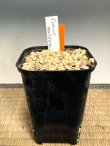画像3: クロッカス・マシューイ・特大球