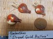 画像2: ガランサス・「Dryad Gold Bullion」(ドリアド・ゴールド・ブリオン)