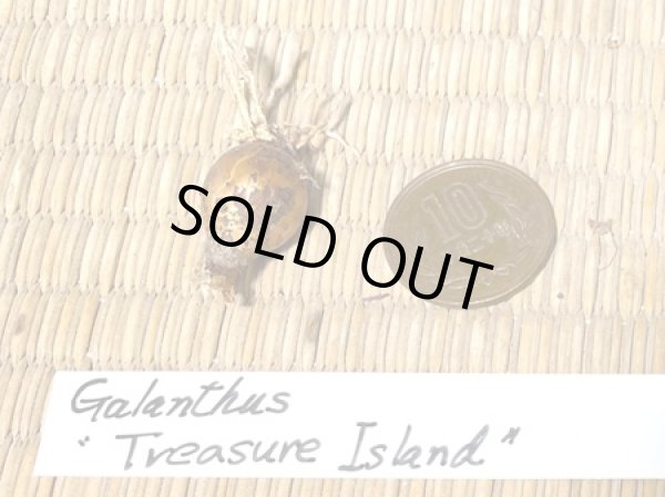 画像2: ガランサス・「Treasure Island」(トレーサー・アイランド)