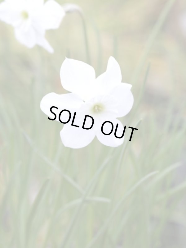 画像1: ナルキサス・「クシット」