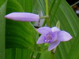 画像: 幻の青花シランですよ!!