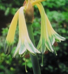 画像: 「幻の花」をご賞味あれ・・・