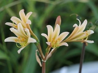 画像: キツネノカミソリの最高峰、今年も登場!!