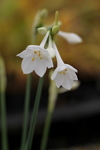 画像: 球根の植え替え開始です。