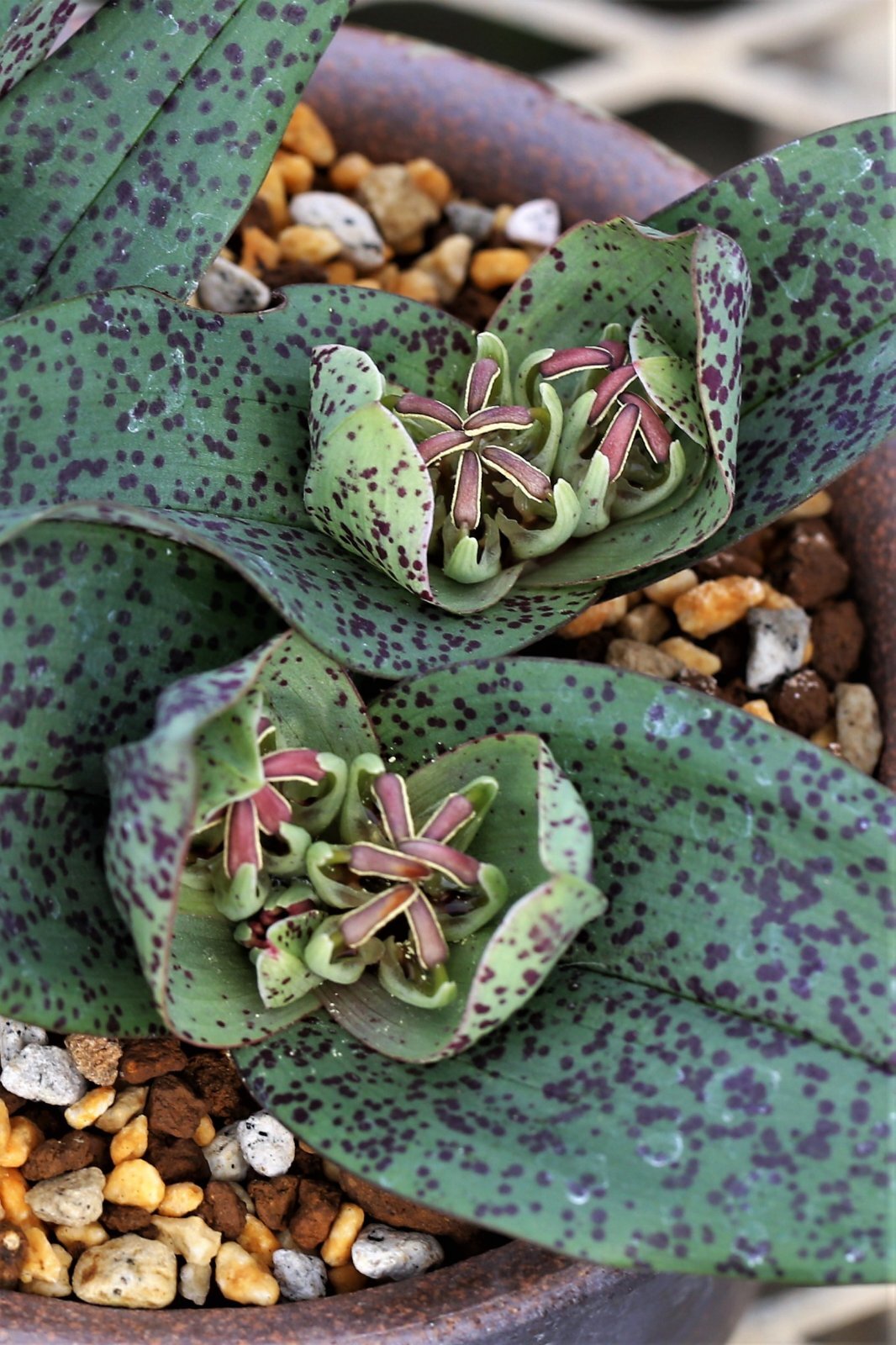 画像: 球根植物たちの販売を開始いたしました。