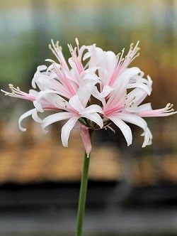 画像1: ネリネ「MIKIMOTO」