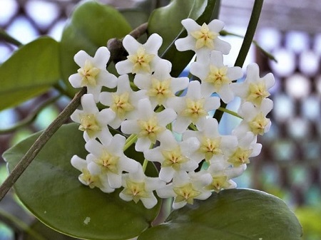 サクララン 国産 純白花 挿し木1年苗 アルペンガーデンやまくさ