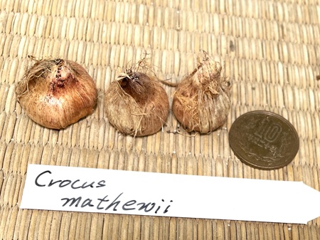 画像2: クロッカス・マシューイ・特大球