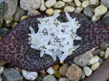 画像2: マッソニア・アモエナ