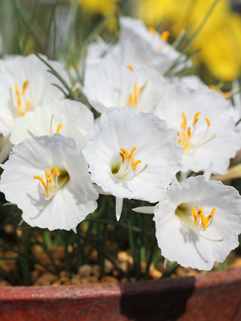 画像1: ナルキサス交配種　「踊り子」